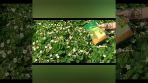 Как спасти клубнику от Долгоносика.