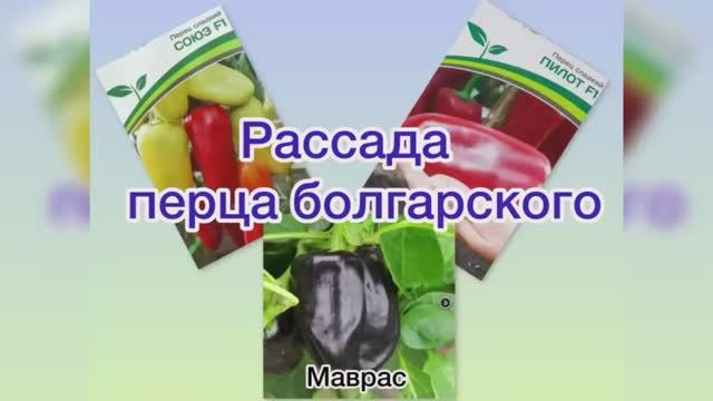 Рассада перца болгарского. Пересадка 10.04.26