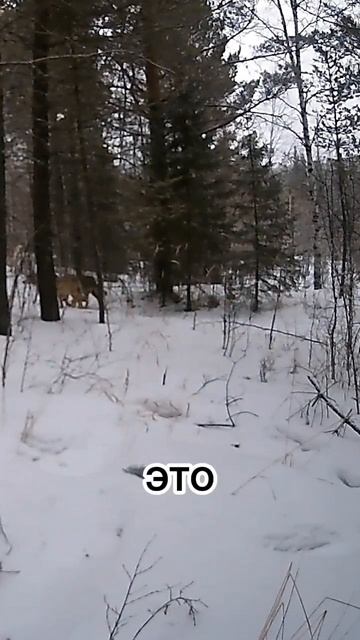 Волки попали на мою фотоловушку 