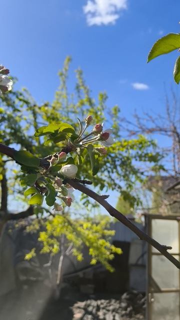 яблони цветут 29 апреля теплица дача садоводничество огород уходзатеплицей