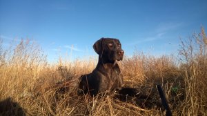 Открытие охоты на гуся в Башкирии. Весна 2026. Часть 1.