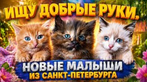 Ищу добрые руки. Новые малыши из Санкт-Петербурга.