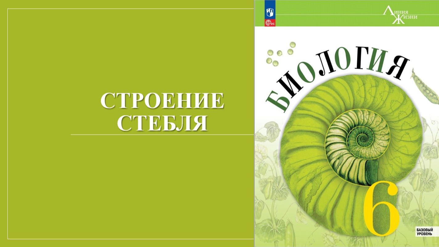 Урок 13. Строение стебля