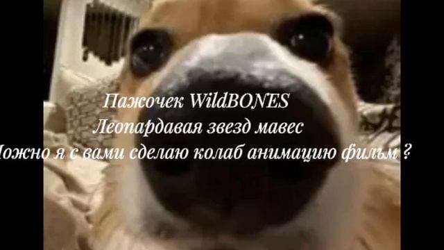 Вопрос к Пажочку  WidBONES к мавес и леопардовой звёзде