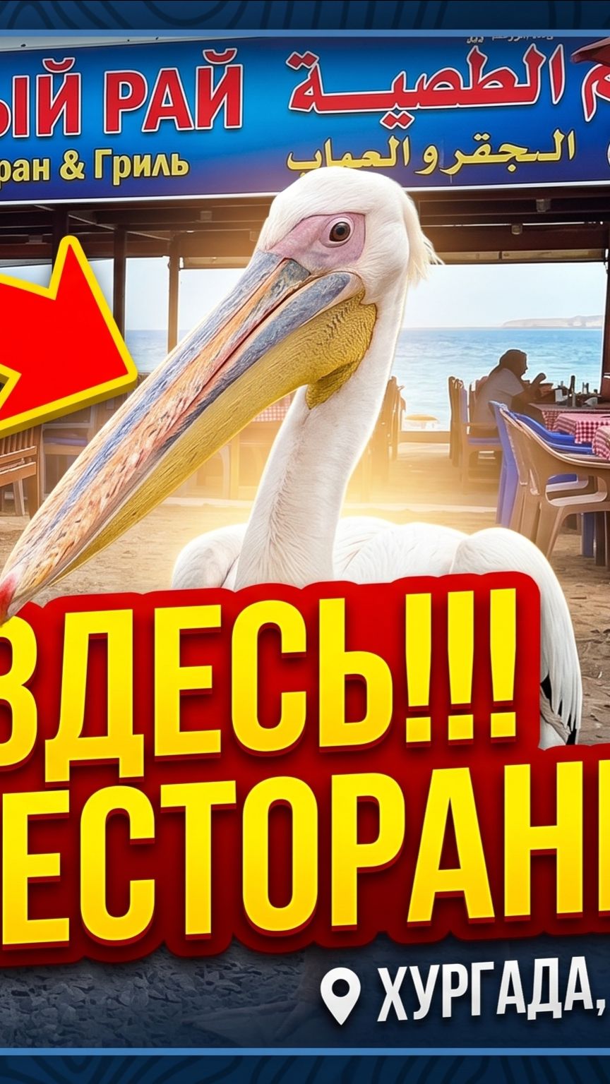 Очередной житель Хургады, пеликан рыбоед