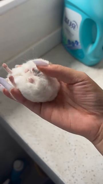 Хома-Хомка:D