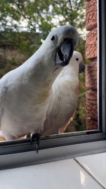 Большие желтохохлые какаду Cacatua galerita galerita