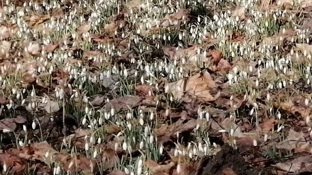 Прогулка по нашему Елизарьевскому лесу с подснежниками