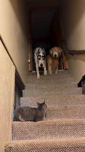 Уберите этого монстра!))