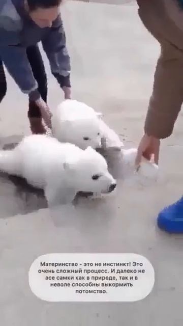 Видео от МЯУтаверс – как метавселенная, но с котами