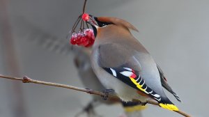 Первые дни освоение флейты