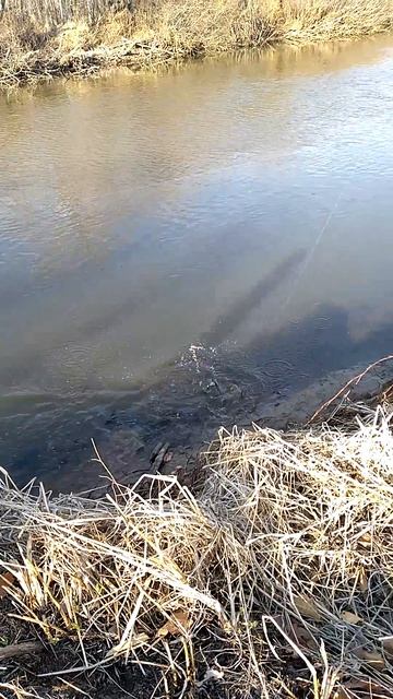 КОНЁК  ХАНКАЙСКИЙ.
