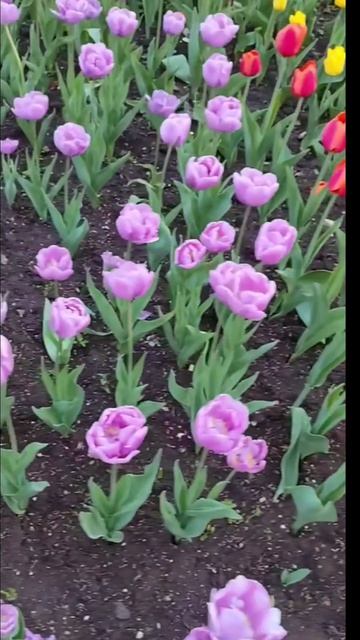 InShot_20260428_115657030 СЕВАСТОПОЛЬ