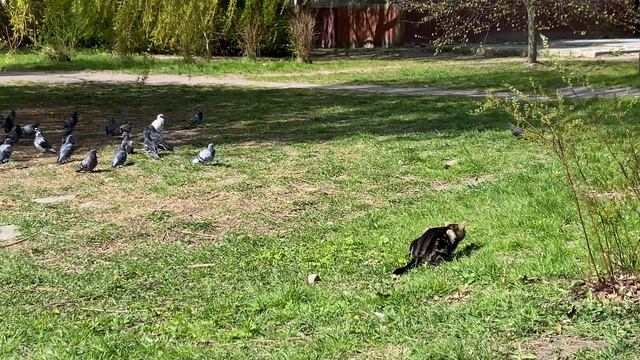 Кот вышел на охоту