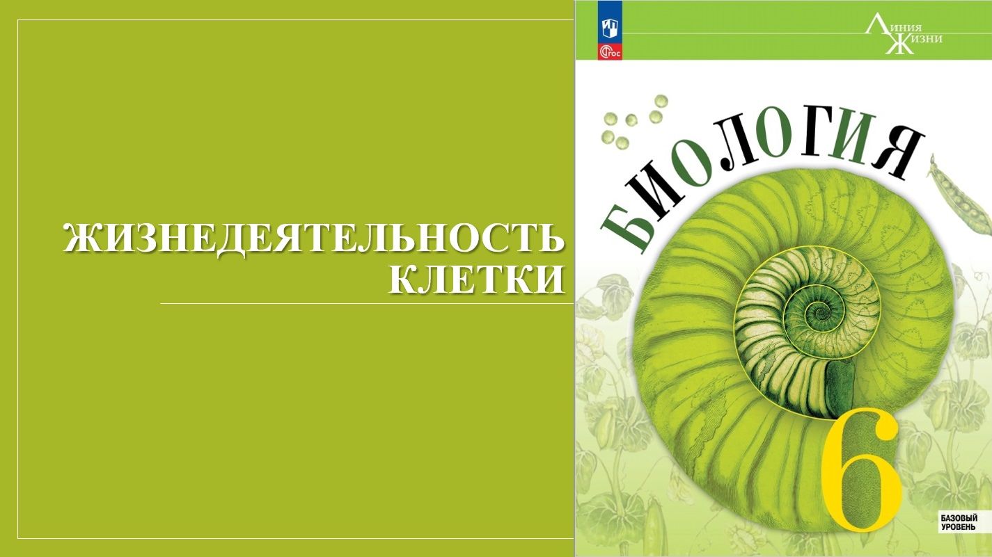 Урок 6. Жизнедеятельность клетки