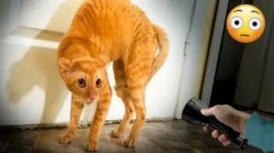 СМЕШНЫЕ КОТЫ | ЛУЧШИЕ ПРИКОЛЫ С КОТАМИ, СОБАКАМИ, КОШКИ, СОБАКИ, ЖИВОТНЫЕ, СМЕШНОЕ ВИДЕО