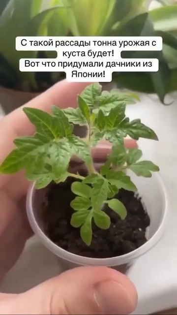 Дача своими руками.