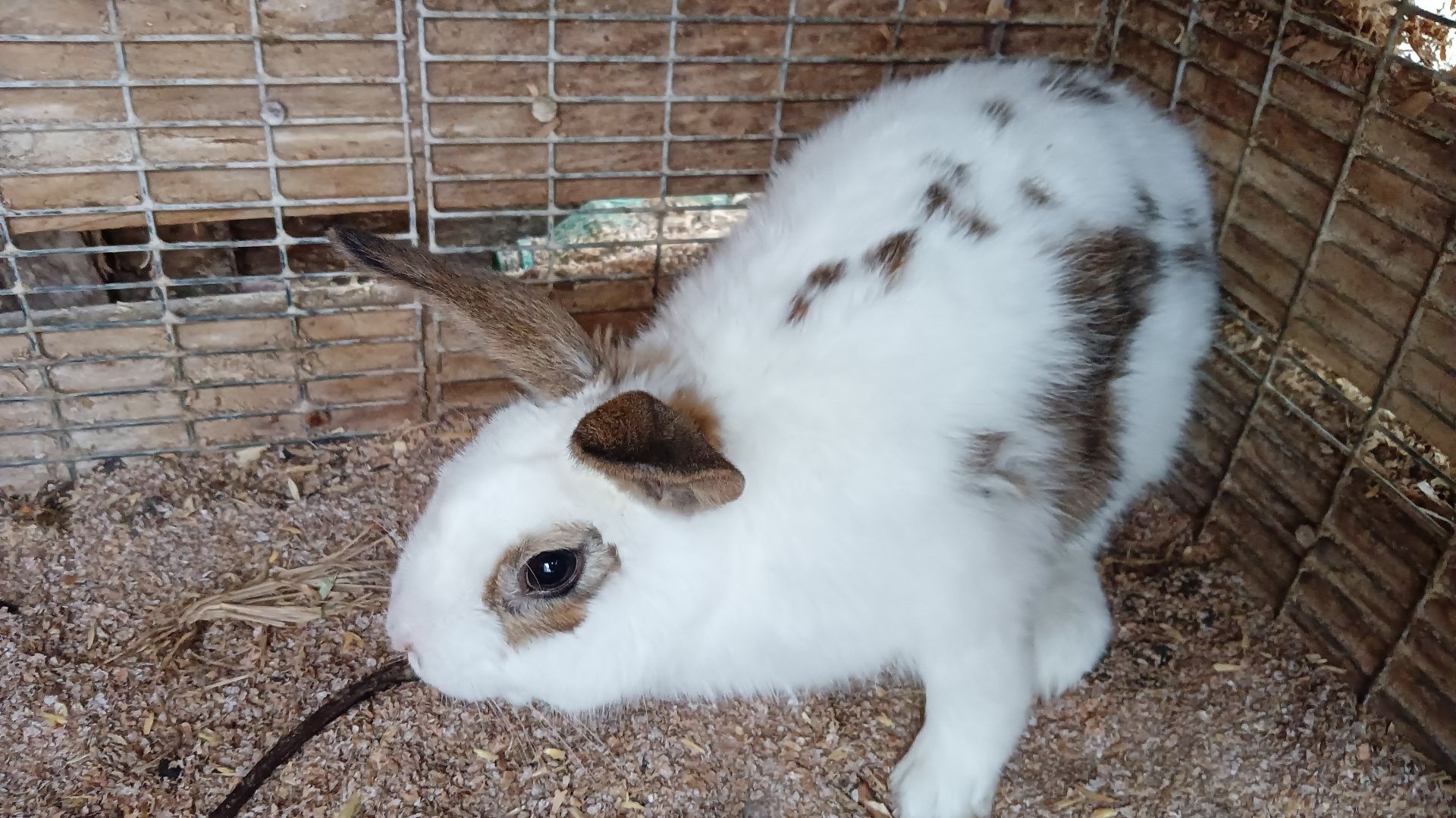 Моё хозяйство - мои кролики.