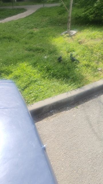 Встретил голубей. БелыйАнгел