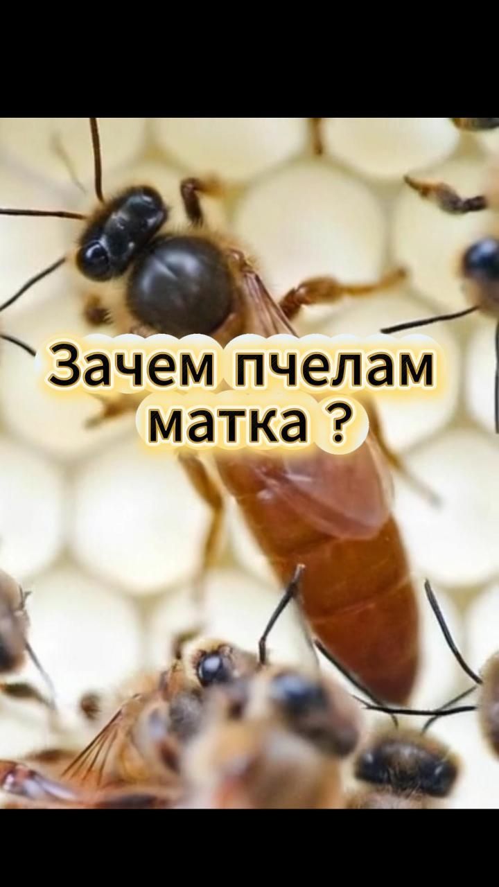 И зачем пчелы матке