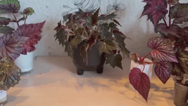 Бегонии - изысканные королевы домашнего уюта