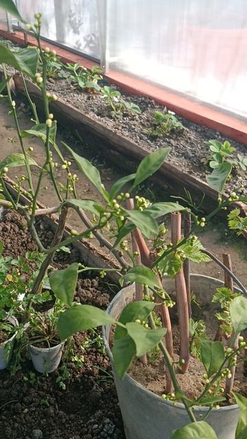 Цветение мандарина