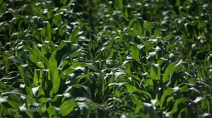 NaanDanJain капельная линия AmnonDrip