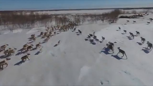 Аудиосказка «Про новую реку и громкое эхо»