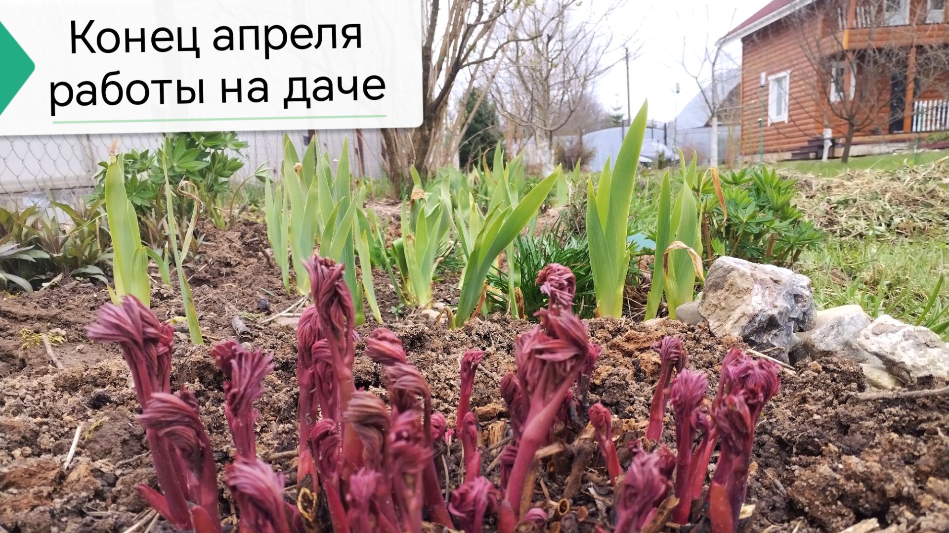 Конец апреля работы на даче, клубни георгин с Авито, чищу клумбы, ухаживаю за цветами #работынадаче