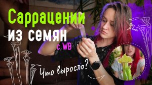 ОЖИДАНИЯ vs РЕАЛЬНОСТЬ: выращиваем САРРАЦЕНИИ из СЕМЯН