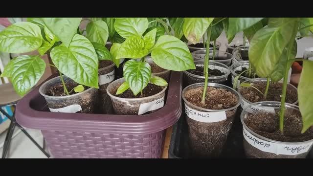 Сходила к косметологу. Капуста  дрянь. Готовлю легкий салат.