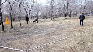 9 Отл. Pacific Rim ZHIVAGO +++ №15. КОМСОМОЛЬСК-НА-АМУРЕ 26 апреля`26 Моно немецких овчарок