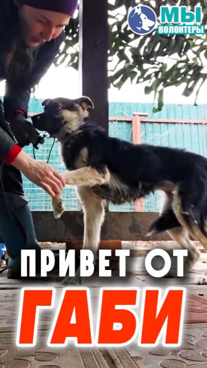 Малышка ГАБИ - в неё кидались камнями её спасли.. Она верит и ждёт своего ЧЕЛОВЕКА.. Ей нужен уход!