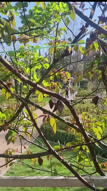 Парк Ривьера в Сочи: скульптуры, цветы, старая усадьба и история на стенде