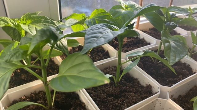 Моя рассада#Что не взошло#Томаты подвели#22марта2026#сал#огород#дача#деревня#рассада#семена