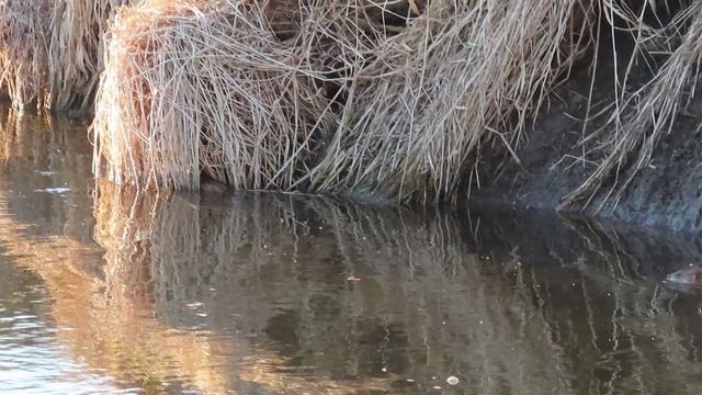 Ондатра на камне (и не только) посреди Ижоры 10 апреля 2026