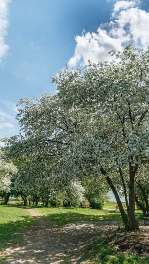 Зацвели каштаны в Туймазинском парке.Стихи Зариповой Гульнур