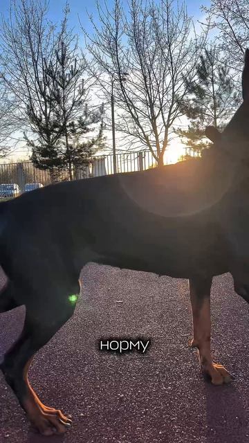 НАШЕ ВЕСЕННЕЕ УТРО