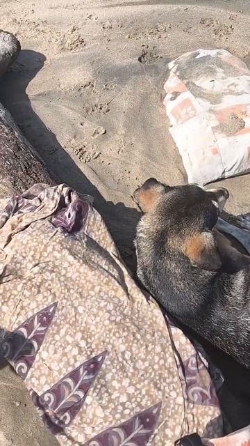 Собачки на Индийском пляже оккупируют меня со всех сторон.