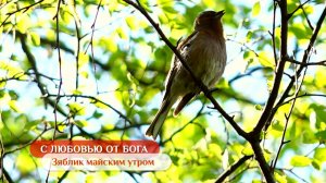 Зяблик майским утром | С любовью от Бога