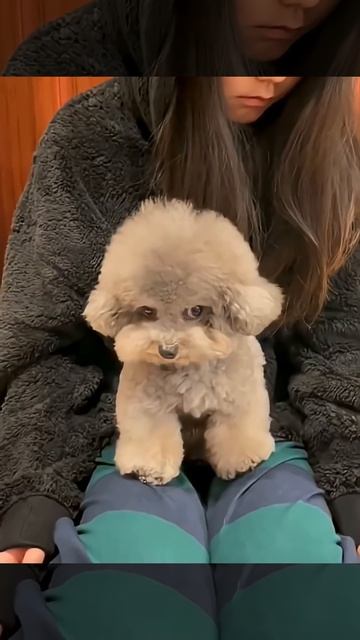 Милые животные.