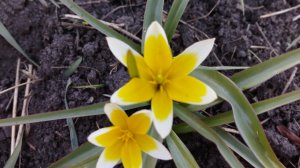 29-04-2026 Удобряю Смородину. Никакой химозы, только органика