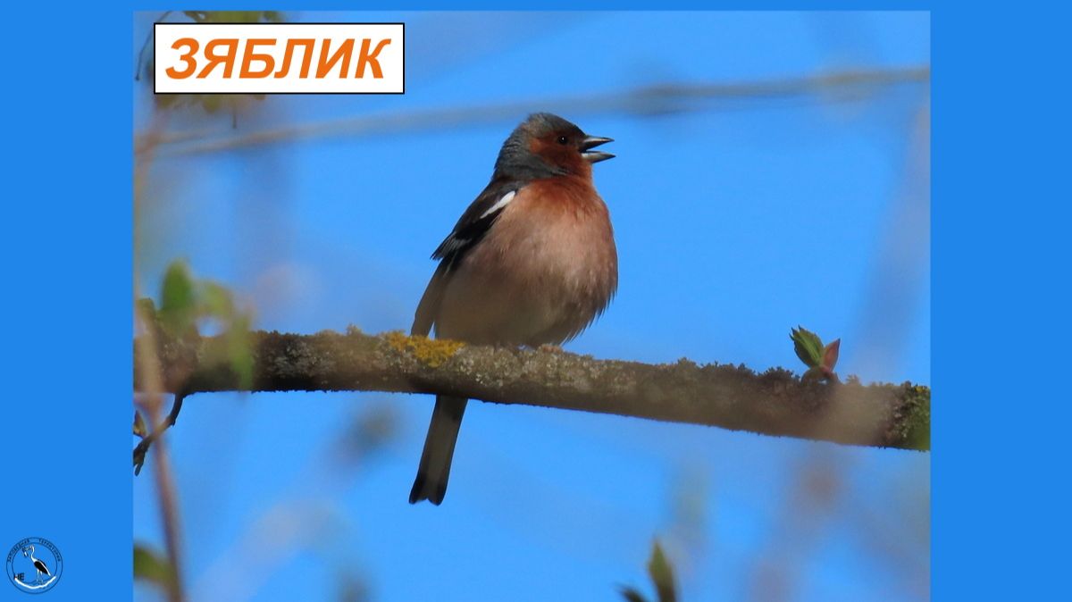 Зяблик - как раскрашенный воробей. Зяблик поёт, пинькает, ест и прыгает