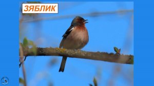 Зяблик - как раскрашенный воробей. Зяблик поёт, пинькает, ест и прыгает