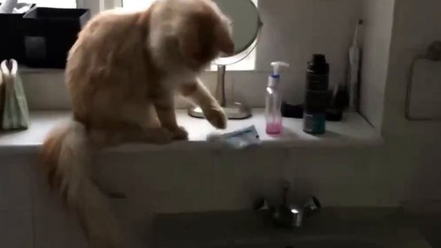 Котики забавные неуклюжие