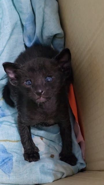 Хочет вылезти из коробки. Ориентальный Котенок. Ростов-на-Дону.