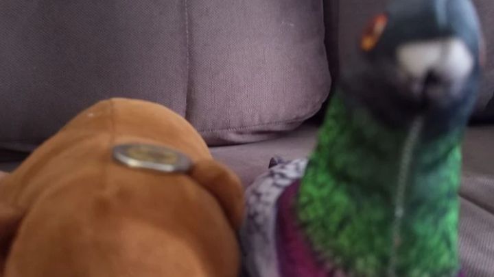 соревнования пунь пуня 2 сезон 3 серия