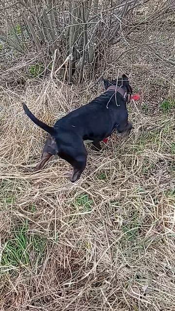 Треф Шереметьевский приют  собаки в дар