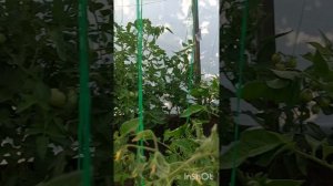 Моя помидорная таплица в 2025 году