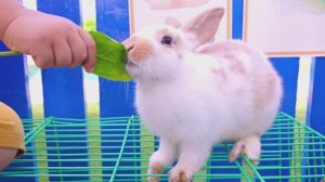 Диана и Рома Новые веселые истории для детей